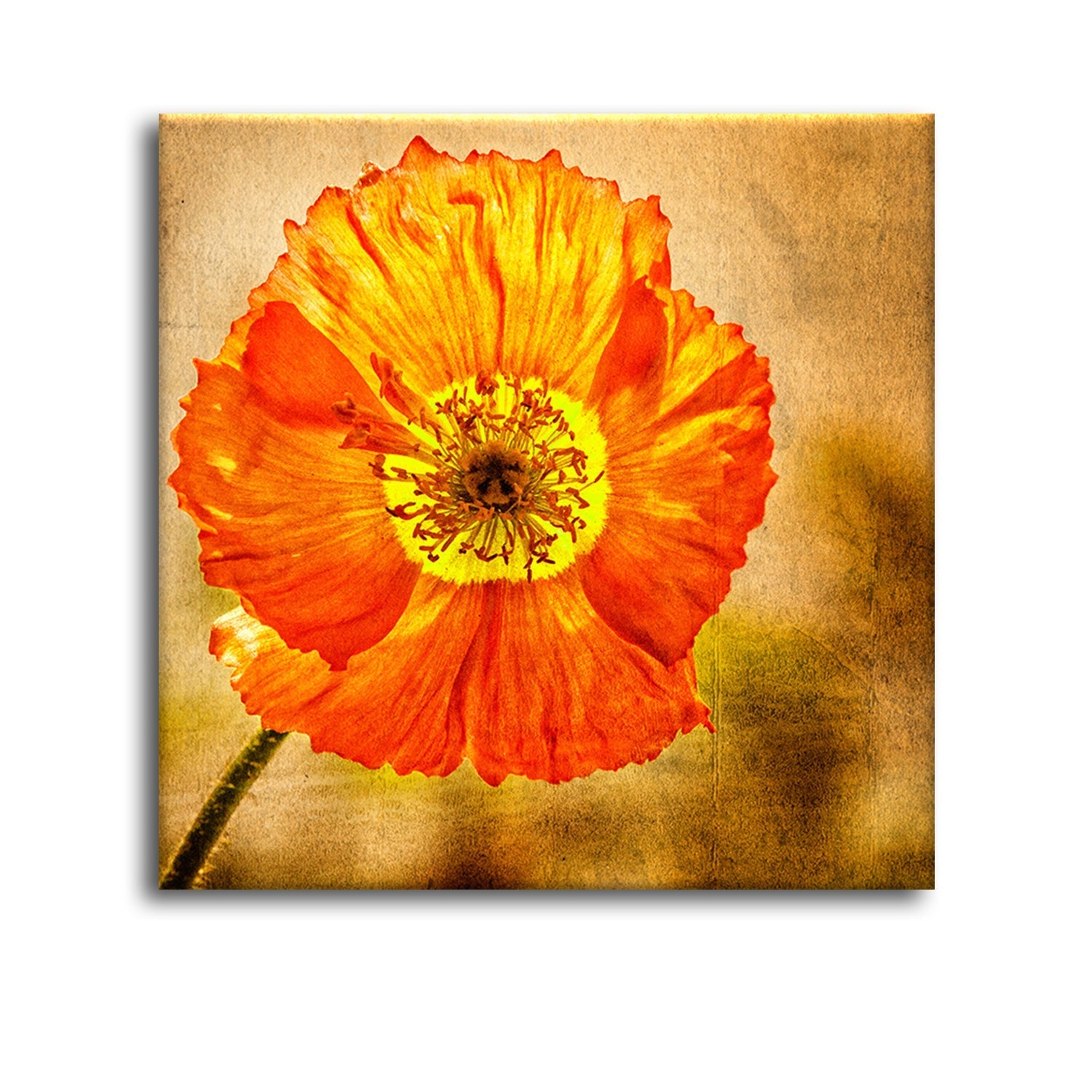 Exotic Blooms Unique Flower Paintings